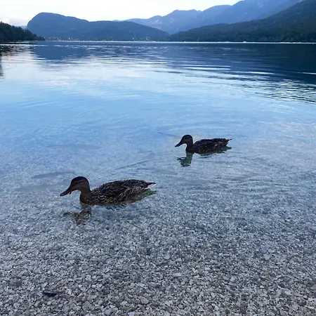 Lux In Bohinj *